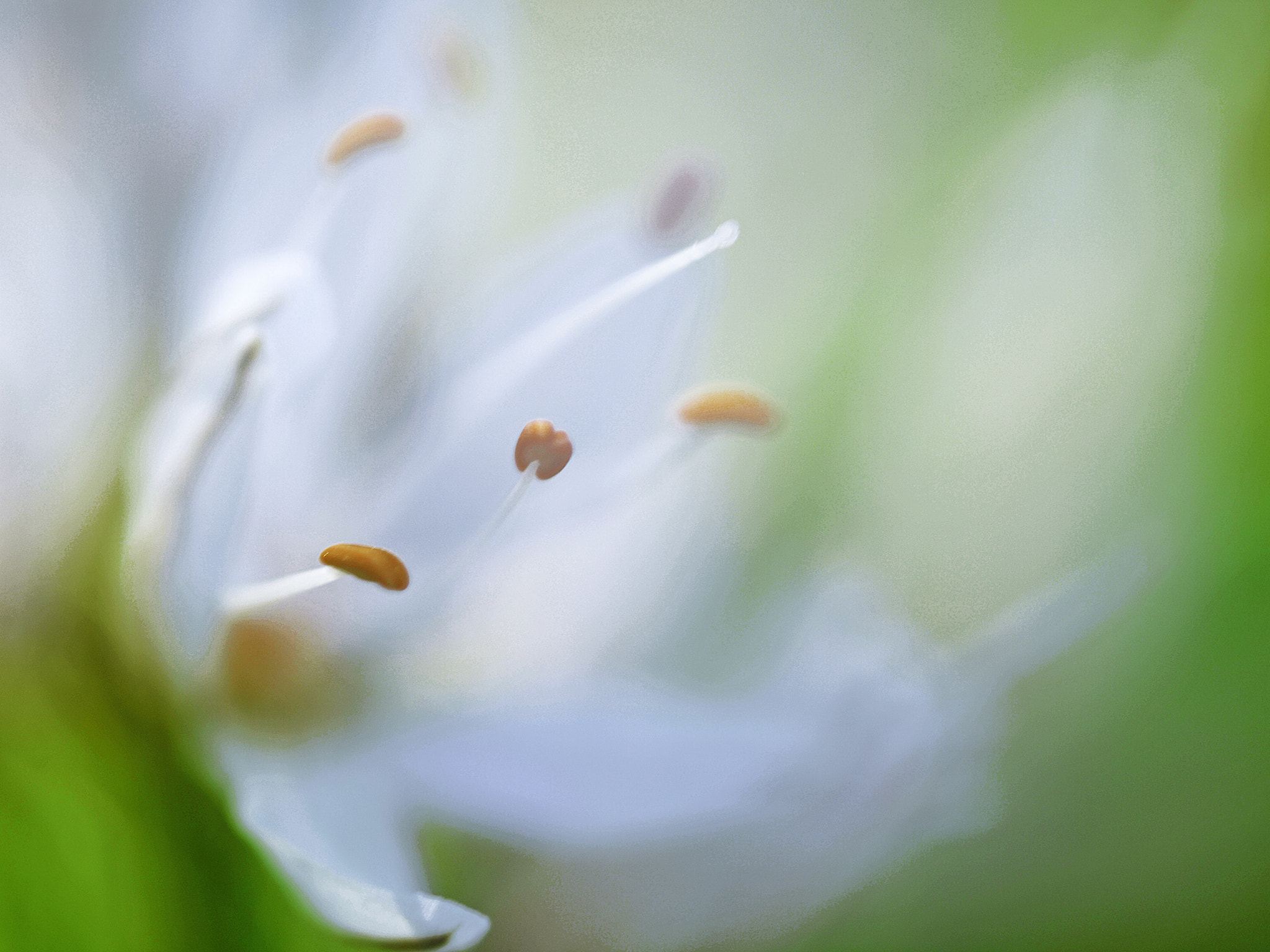 Olympus E-30 sample photo. Gamoncillo. photography