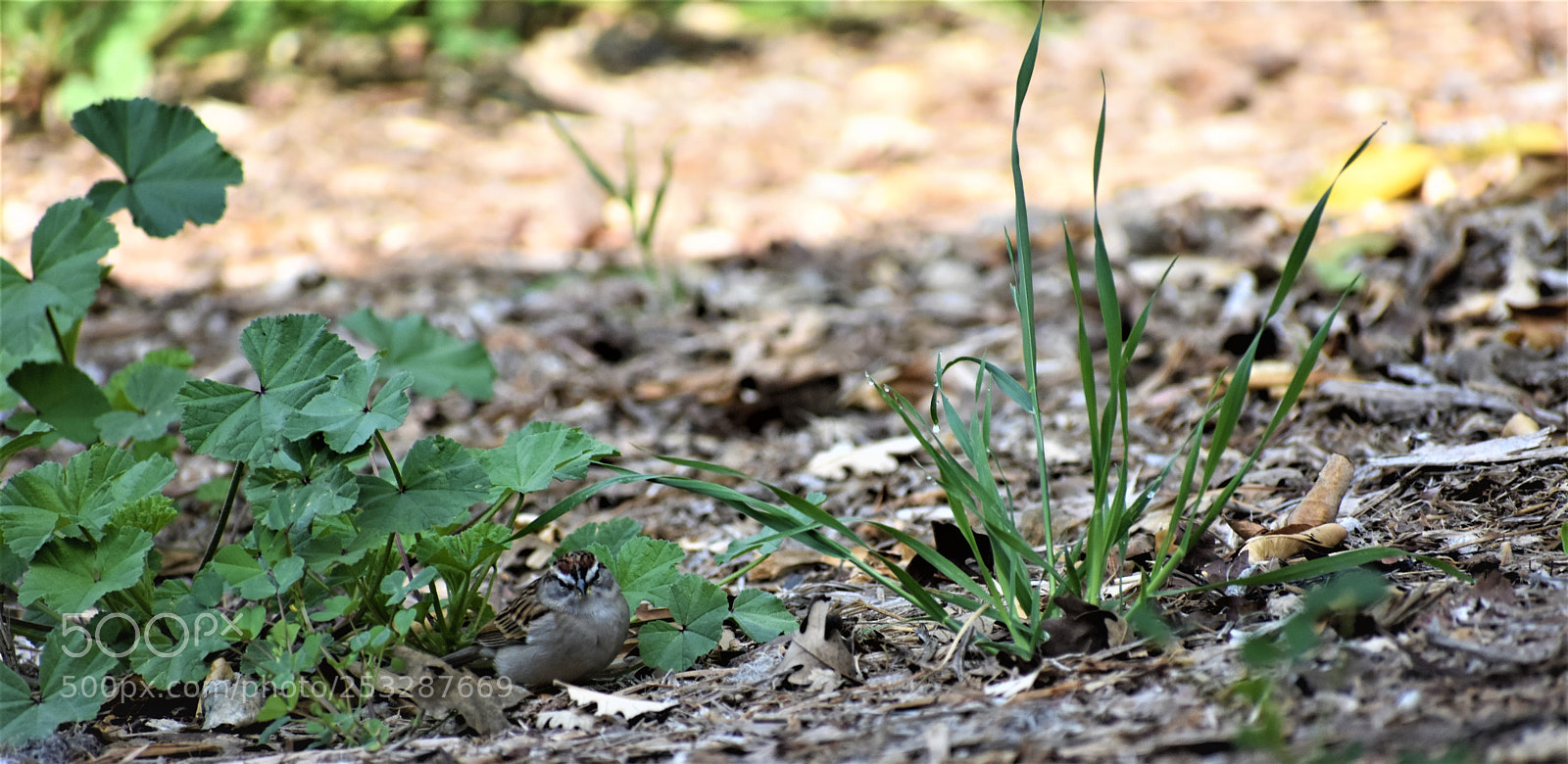 Nikon D3400 sample photo. Sparrow camoflouge photography