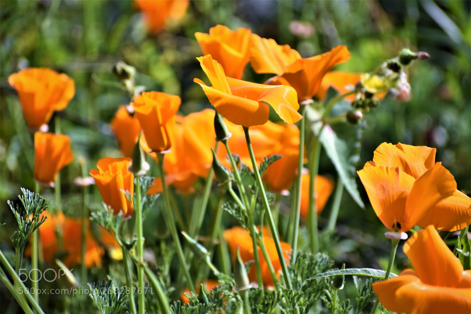 Nikon D3400 sample photo. Eschscholzia californica photography