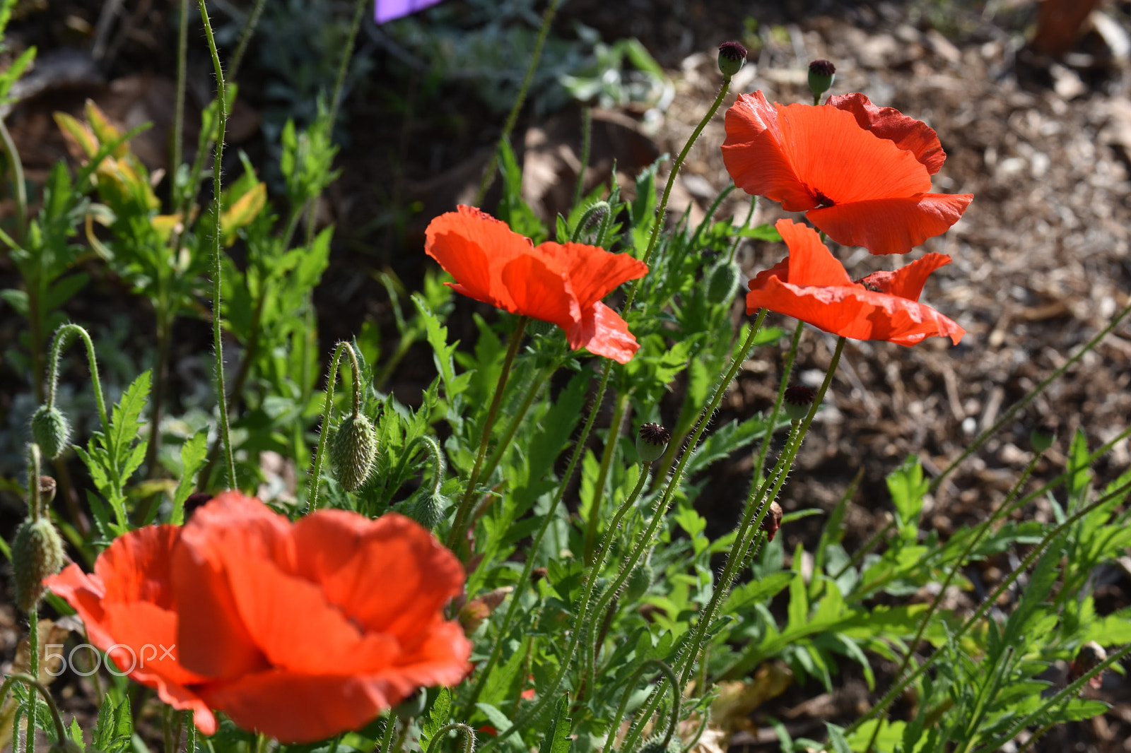 Nikon D3400 sample photo. Papaver rhoeas photography