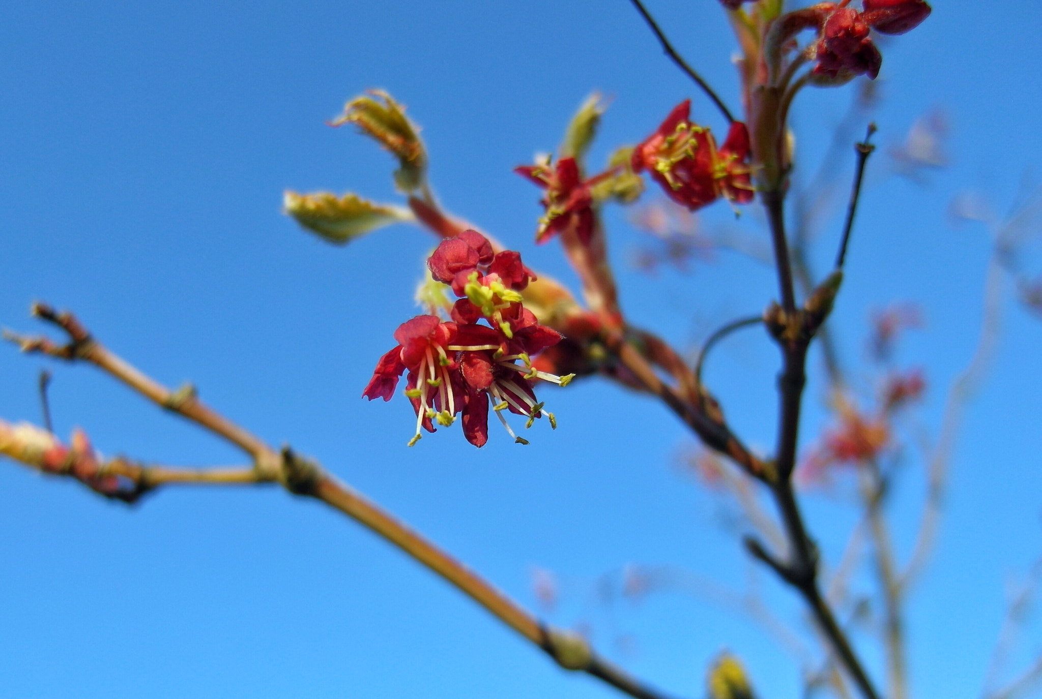Samsung EX1 sample photo. Spring  photography