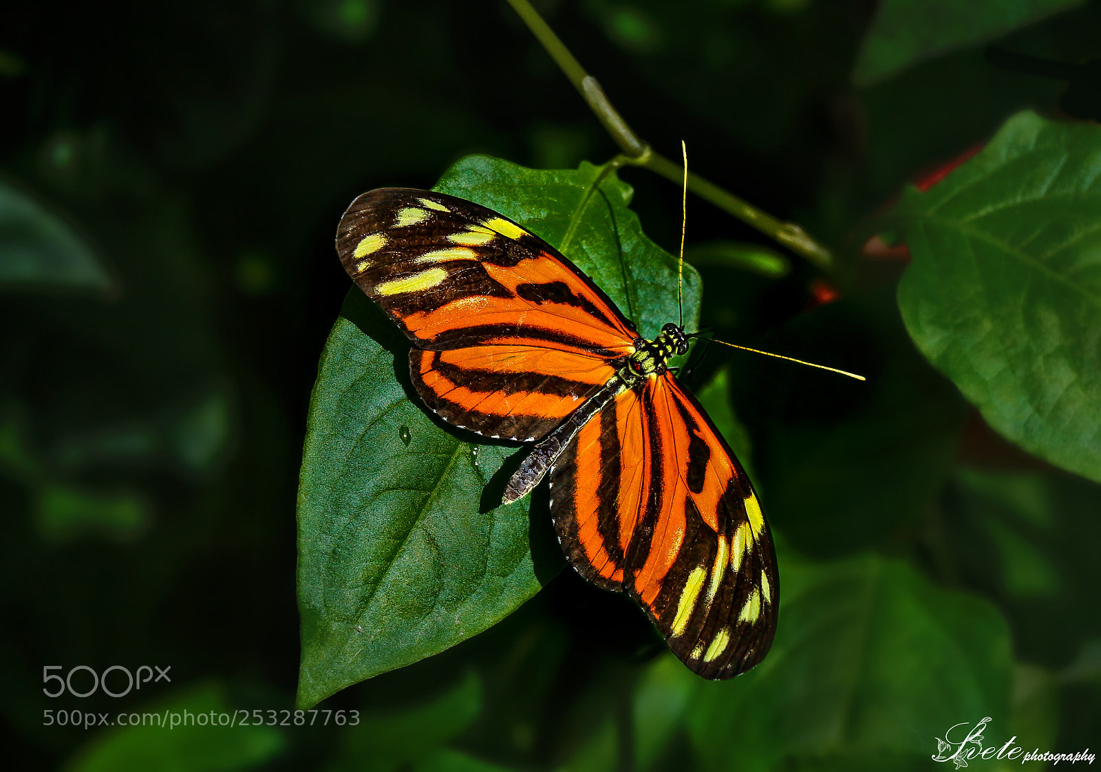 Canon EOS 700D (EOS Rebel T5i / EOS Kiss X7i) sample photo. Heliconius ismenius photography