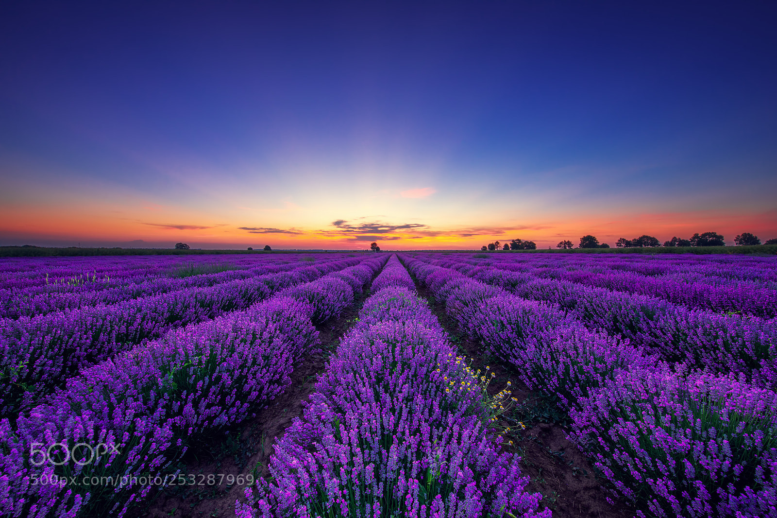 Canon EOS 5D Mark IV sample photo. Lavender flower blooming fields photography