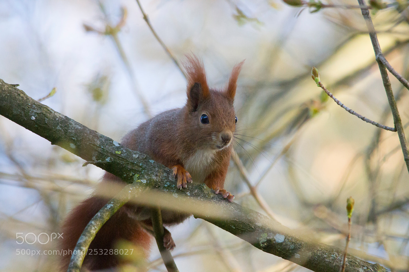 Canon EOS-1D Mark IV sample photo. Cute squirrel climbing on photography