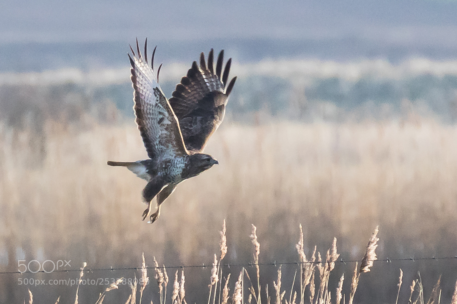 Canon EOS 7D Mark II sample photo. Marsh harrier take off. photography