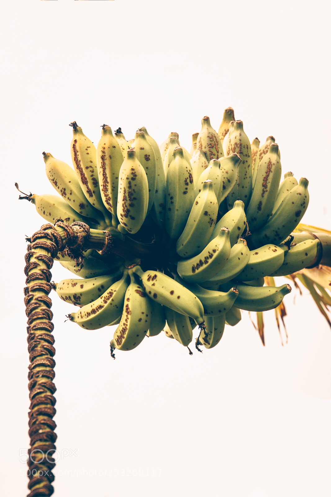 Sony a6000 sample photo. Banana, faj dos padres photography