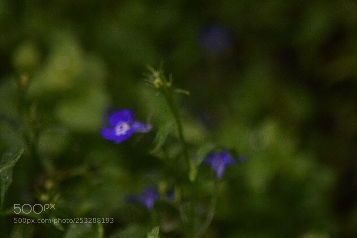 Nikon D5300 sample photo. Untitled photography