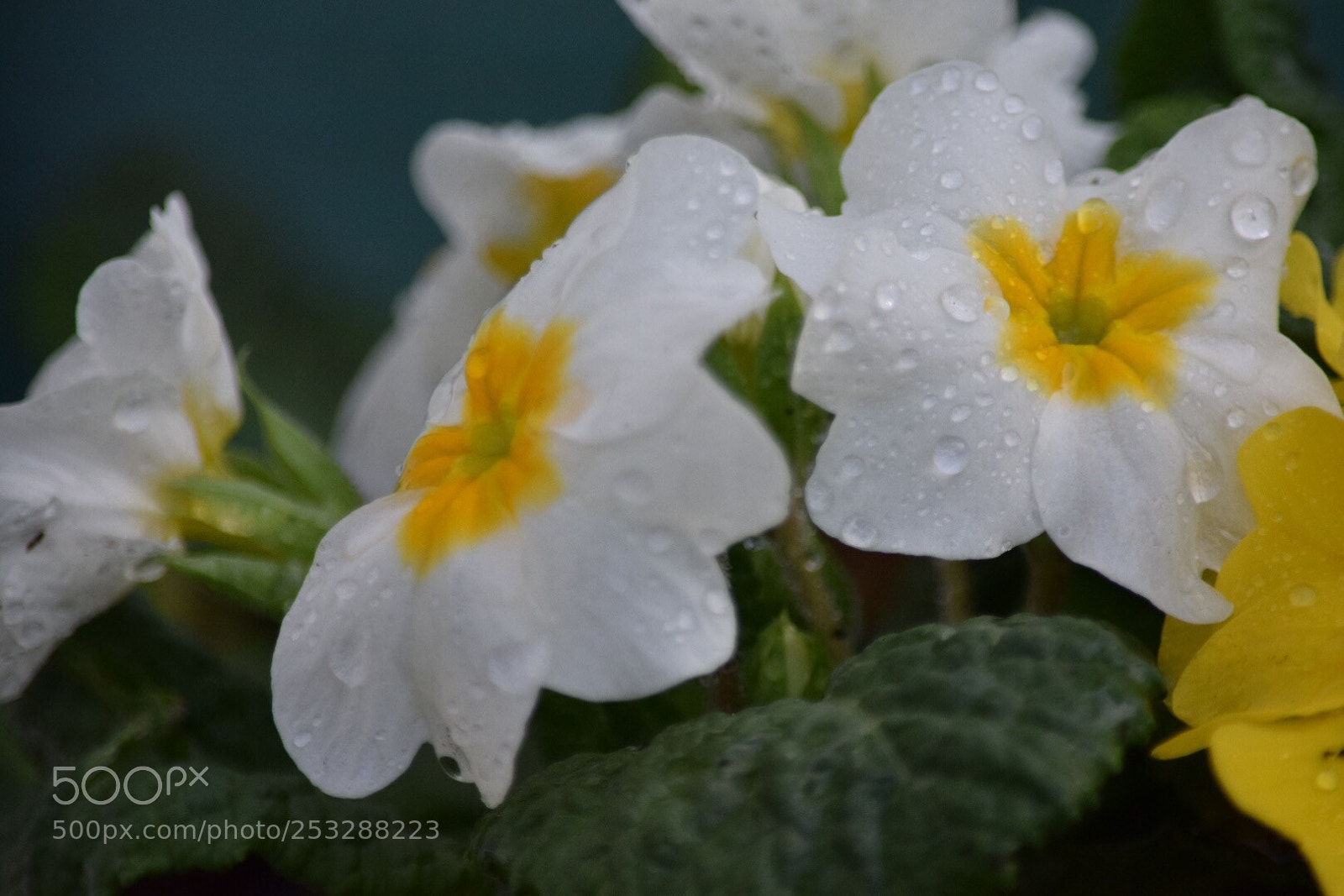 Nikon D5300 sample photo. Untitled photography