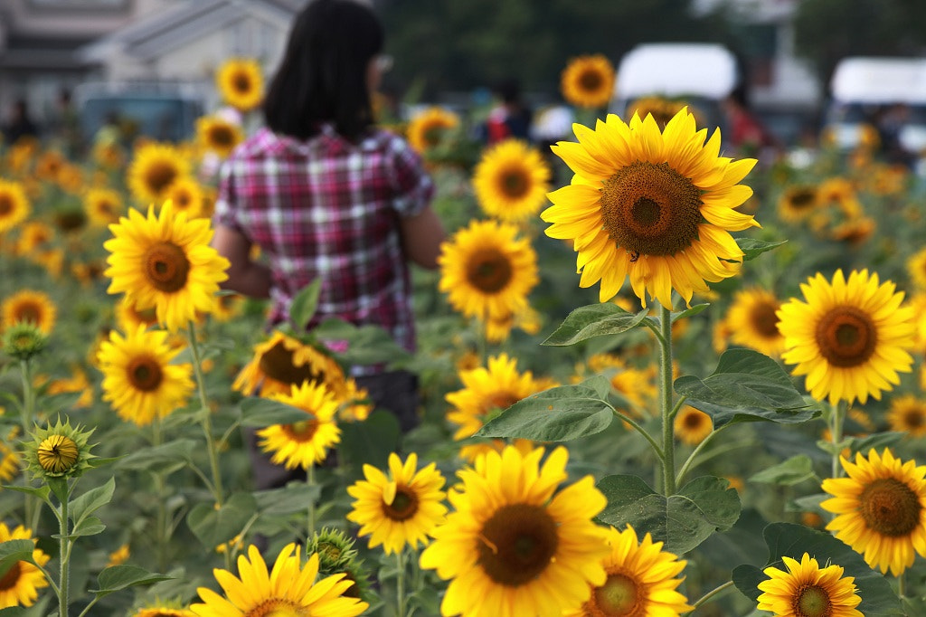 Canon EF 35-80mm f/4-5.6 sample photo. Img photography