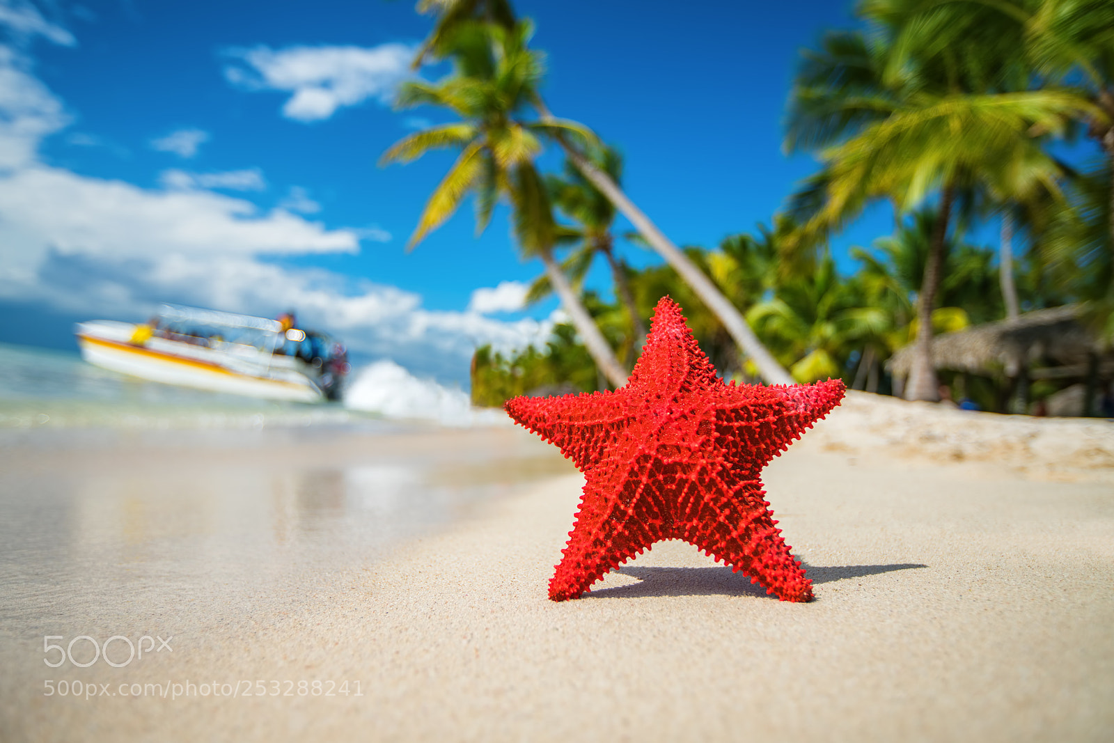 Sony a7R II sample photo. Seastar or sea starfish photography