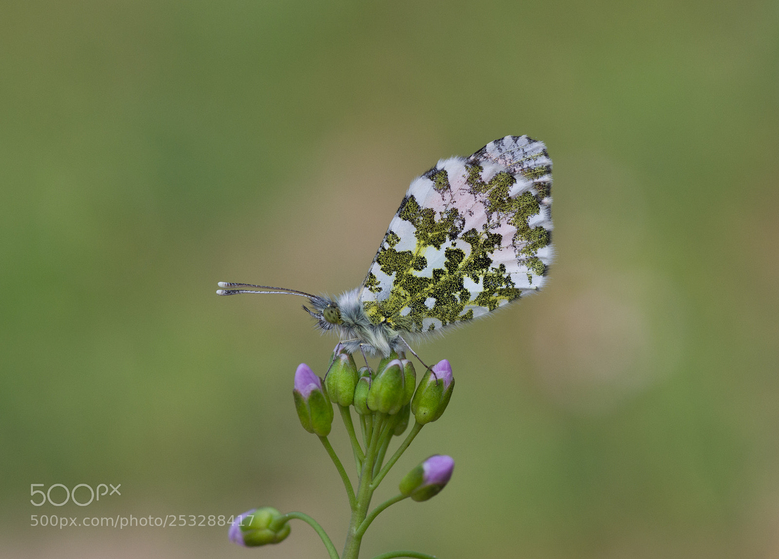 Nikon D3100 sample photo. Oranjetipje (anthocharis cardamines) photography