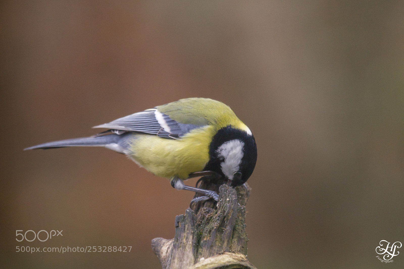 Canon EOS 5D Mark II sample photo. Parus major ( koolmees ) photography