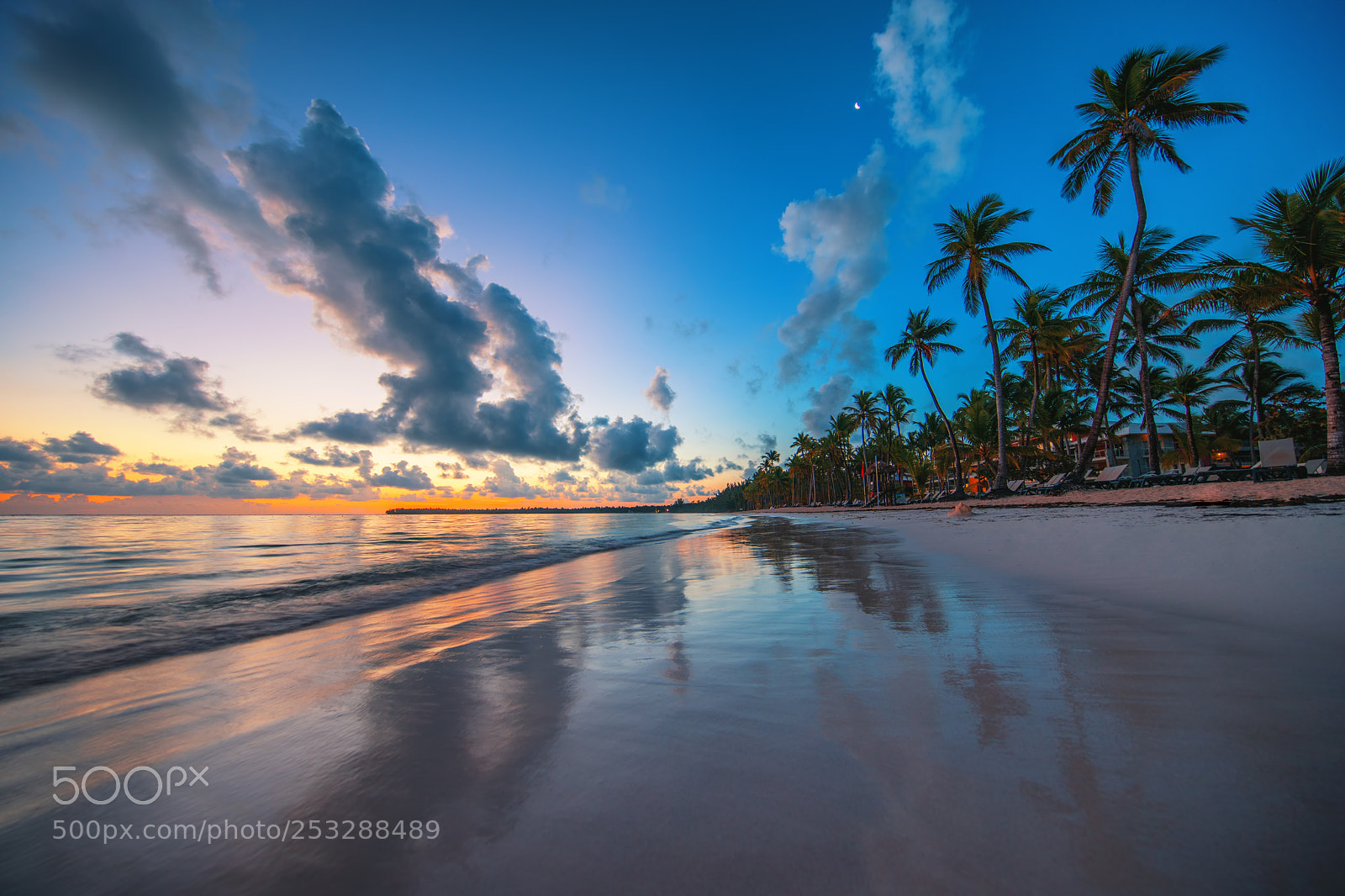 Canon EOS 5D Mark IV sample photo. Palm tree on the photography