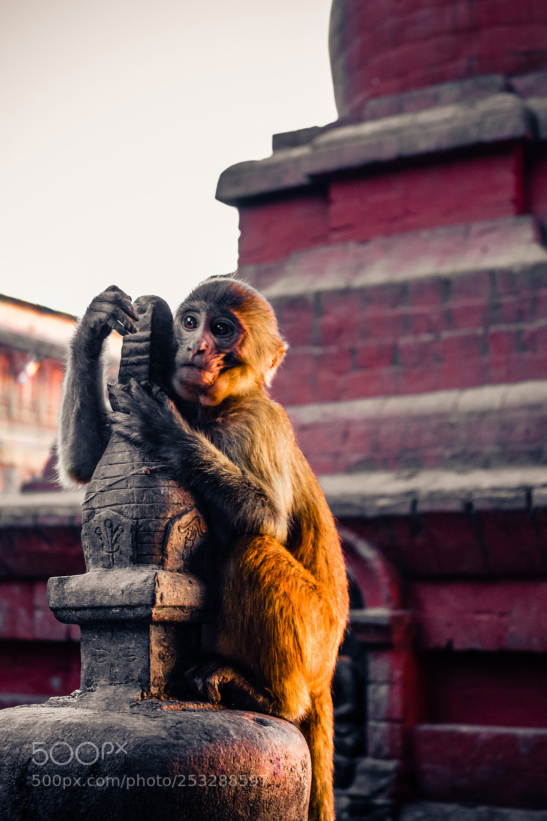 Canon EOS 650D (EOS Rebel T4i / EOS Kiss X6i) sample photo. Macaque monkey at swayambhunath photography