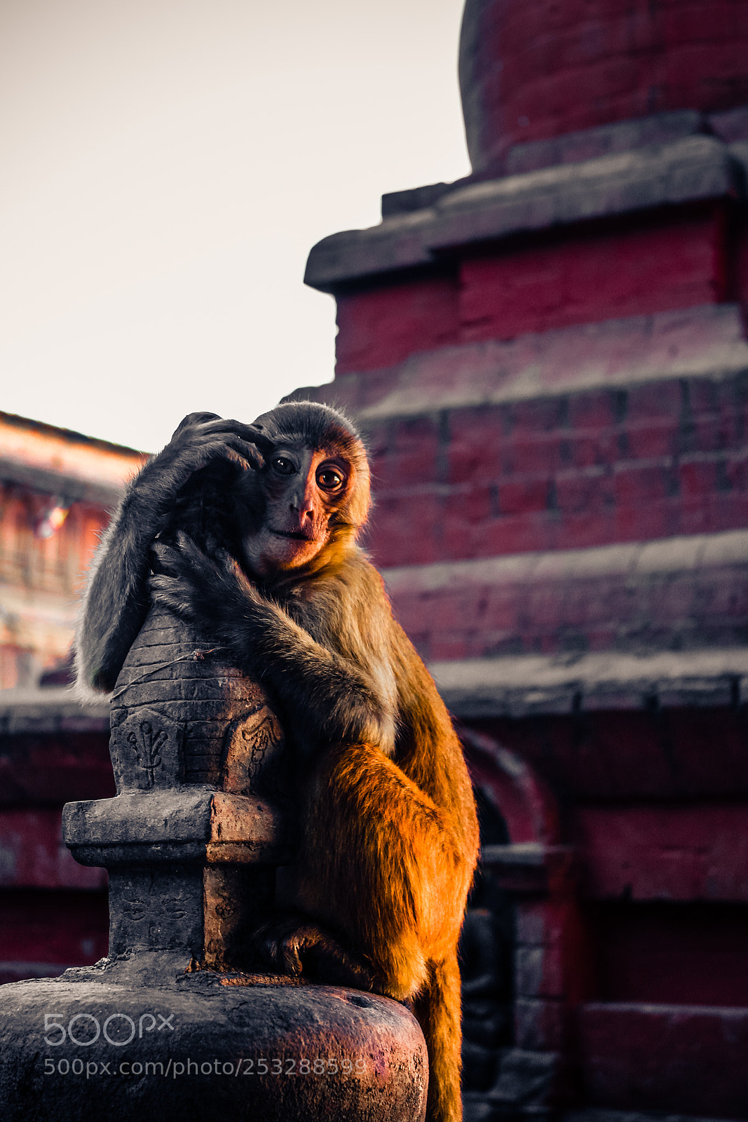 Canon EOS 650D (EOS Rebel T4i / EOS Kiss X6i) sample photo. Macaque monkey at swayambhunath photography