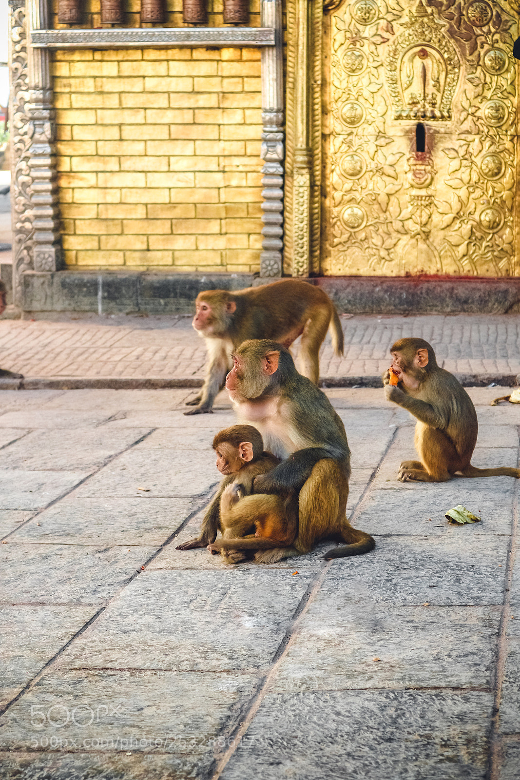 Canon EOS M10 sample photo. Macaque monkeys at swayambhunath photography