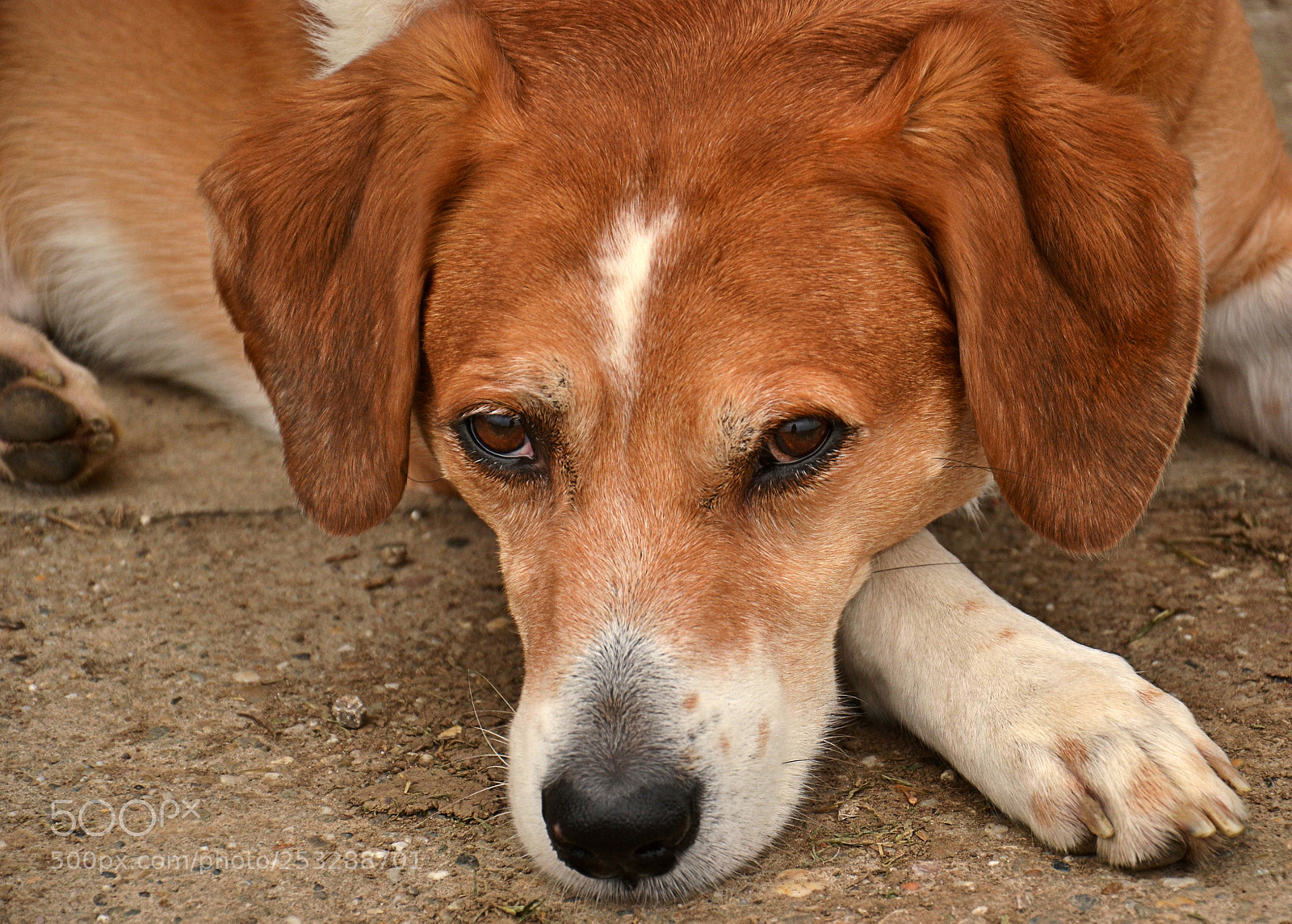 Nikon D3100 sample photo. Are you free? photography
