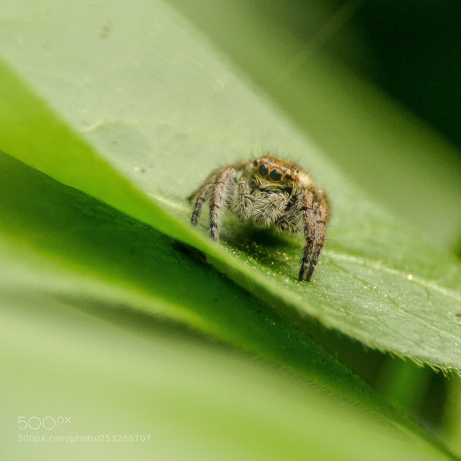 Pentax K-S2 sample photo. Jump spider on a photography