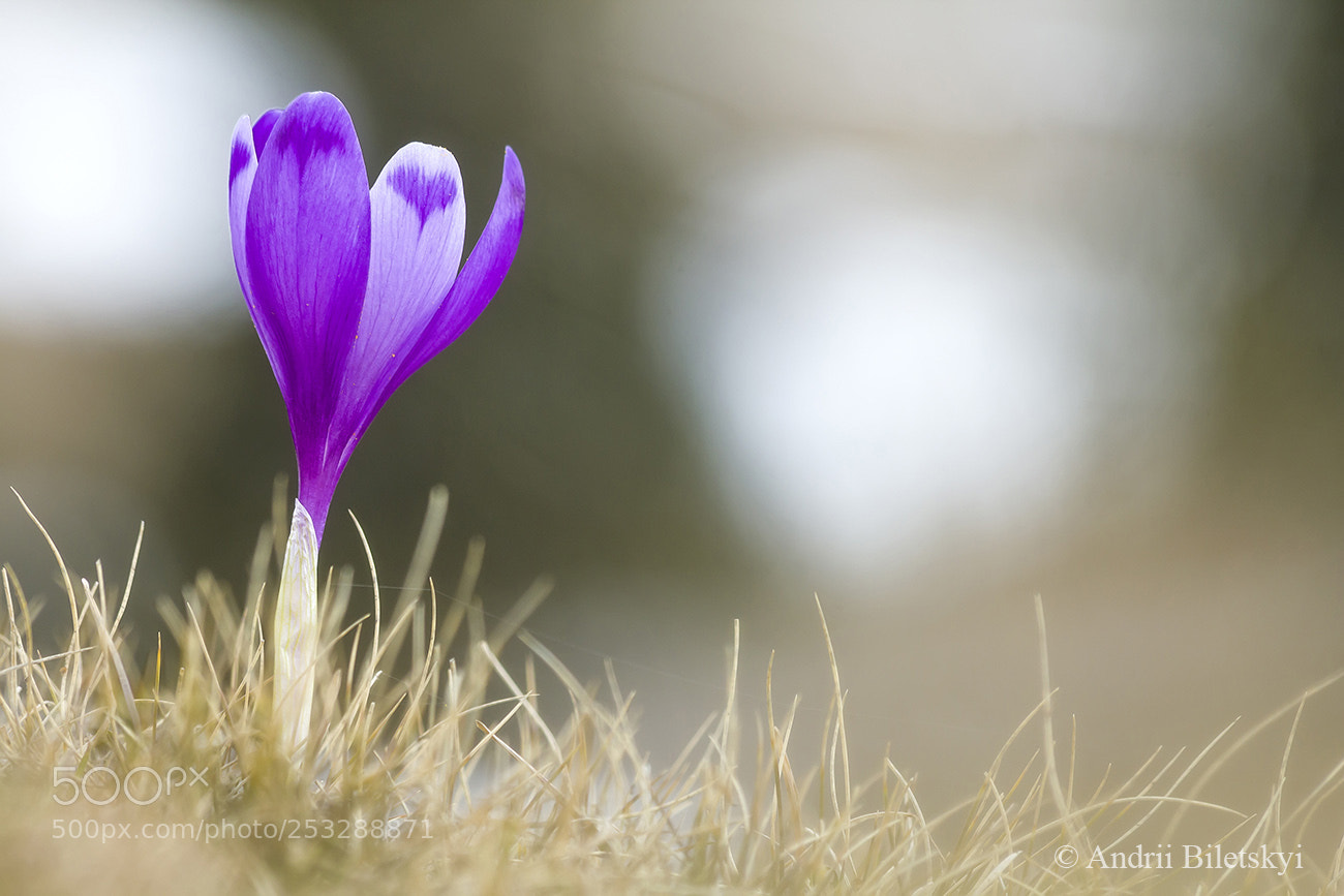 Canon EOS 60D sample photo. Crocus photography
