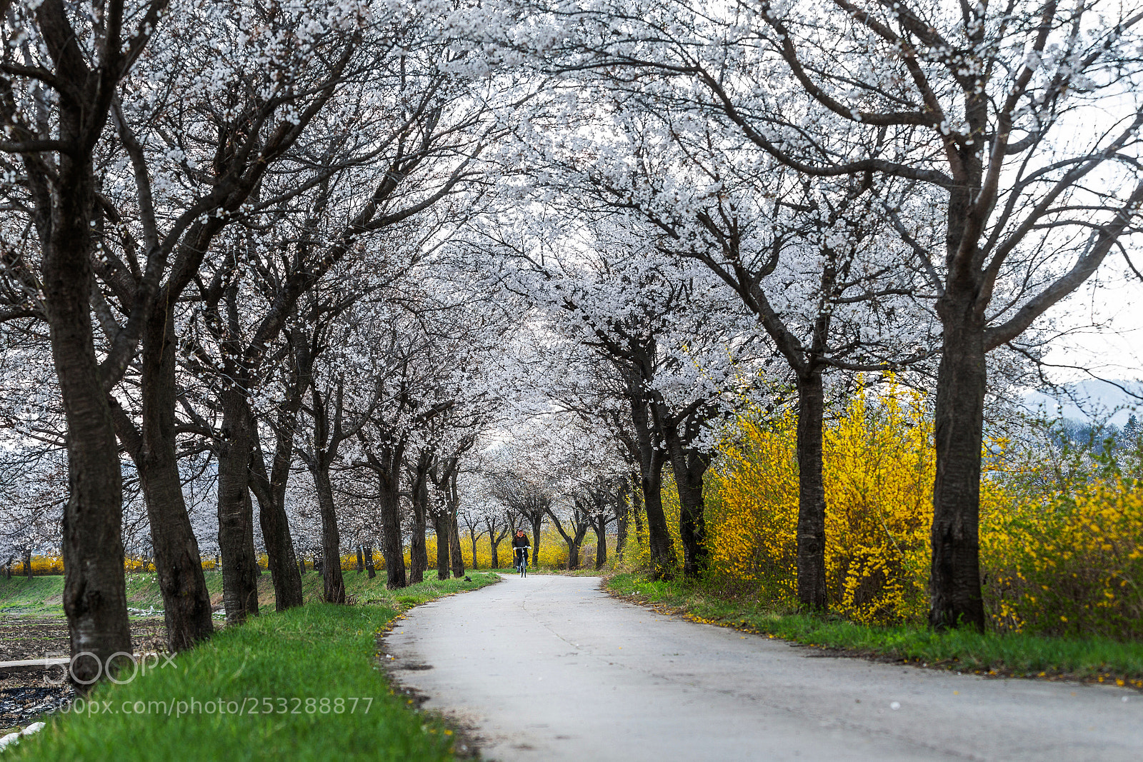 Canon EOS-1D X sample photo. Cherry blossoms tunnel photography