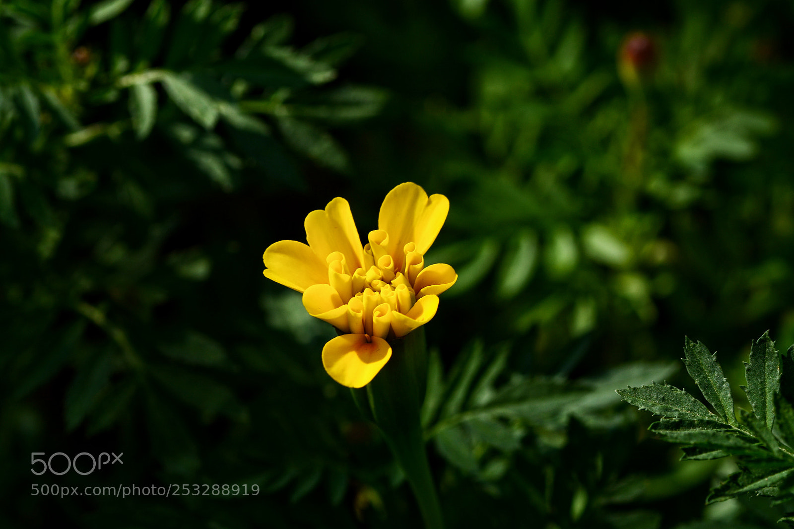 Nikon D7100 sample photo. Svnnvnb photography