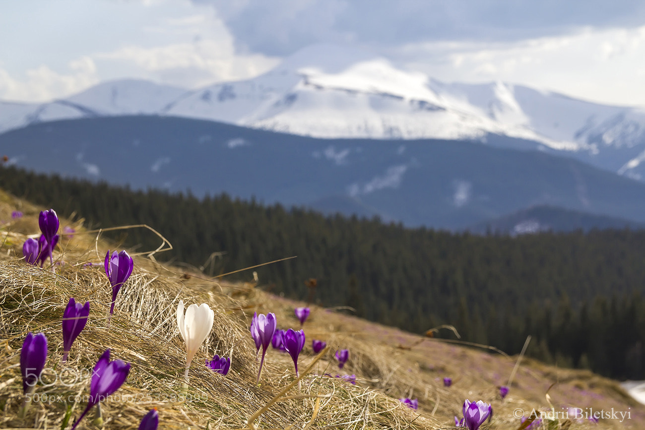 Canon EOS 60D sample photo. Crocus flowers in spring photography