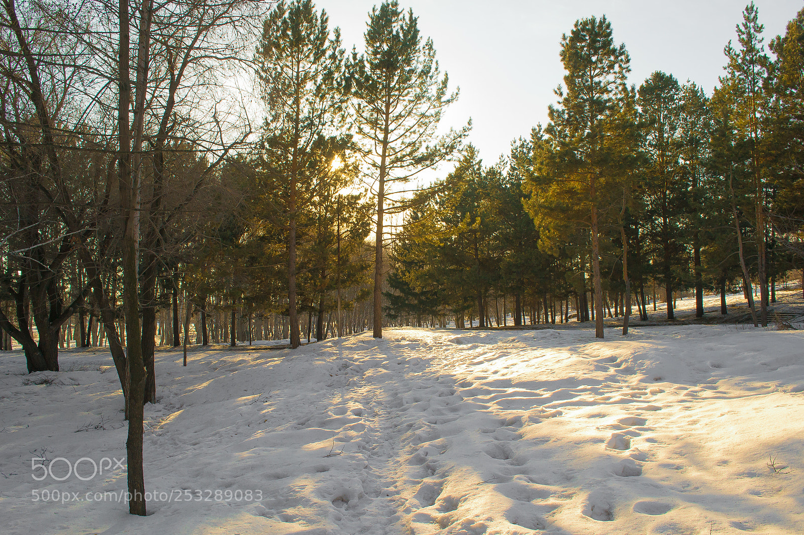 Nikon D3100 sample photo. Омск, Советский парк photography