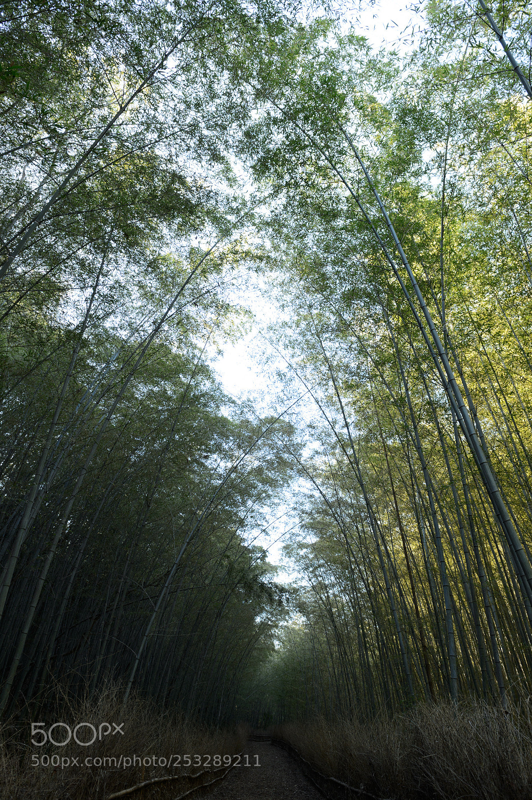 Nikon Df sample photo. Bamboo grove photography