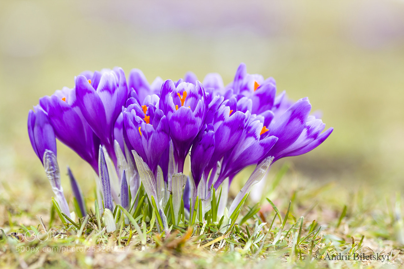 Canon EOS 60D sample photo. Crocus flowers photography