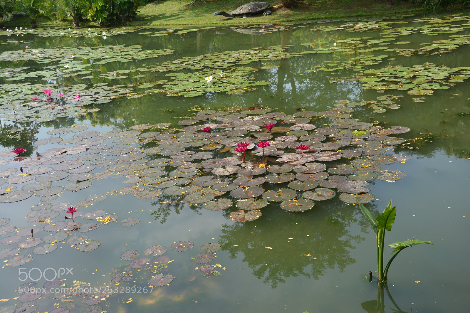 Nikon D5200 sample photo. Dsc photography