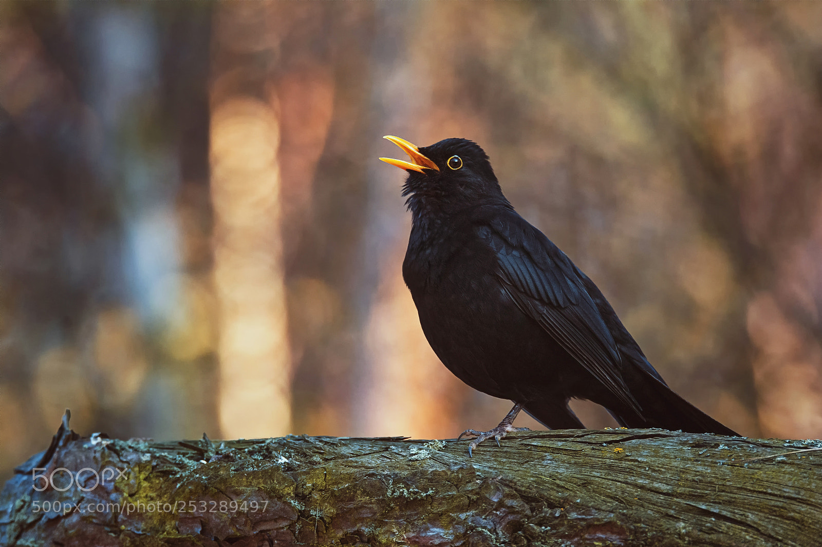 Nikon D7100 sample photo. Blackbird photography