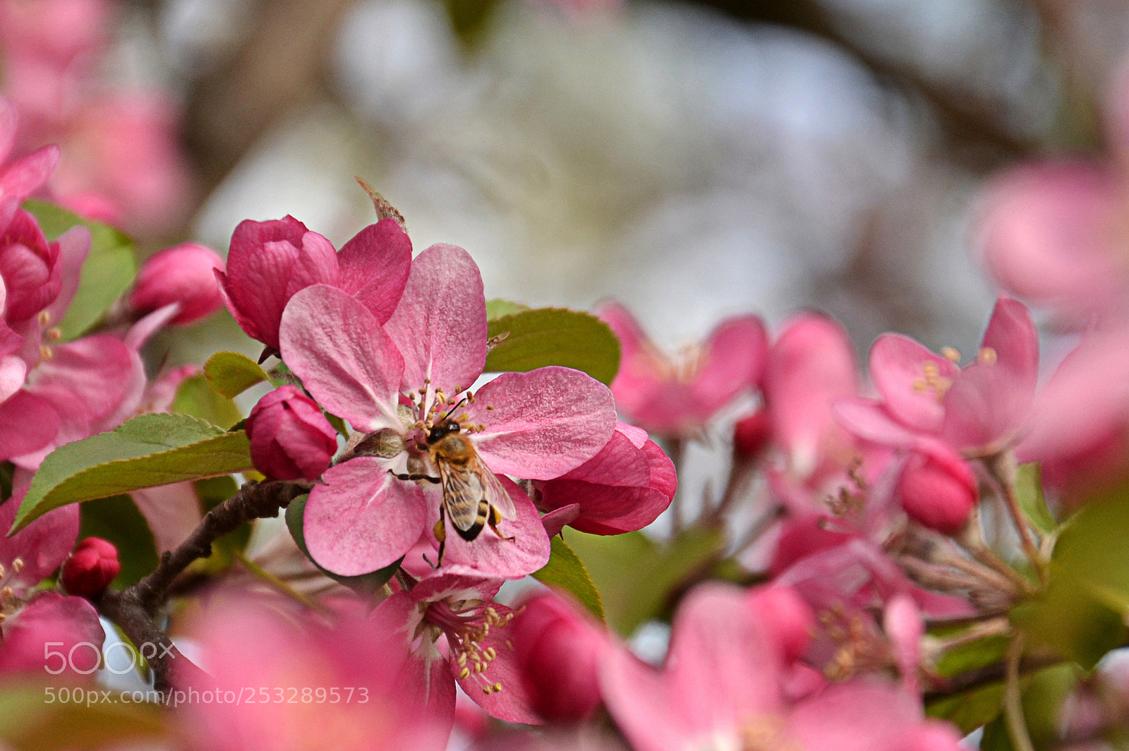 Nikon D3100 sample photo. Honey bee in action photography