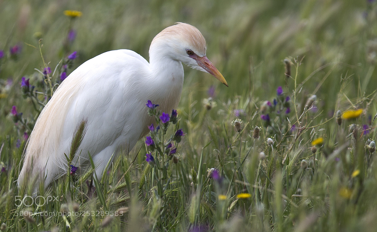 Canon EOS-1D X sample photo. Cattle egret photography