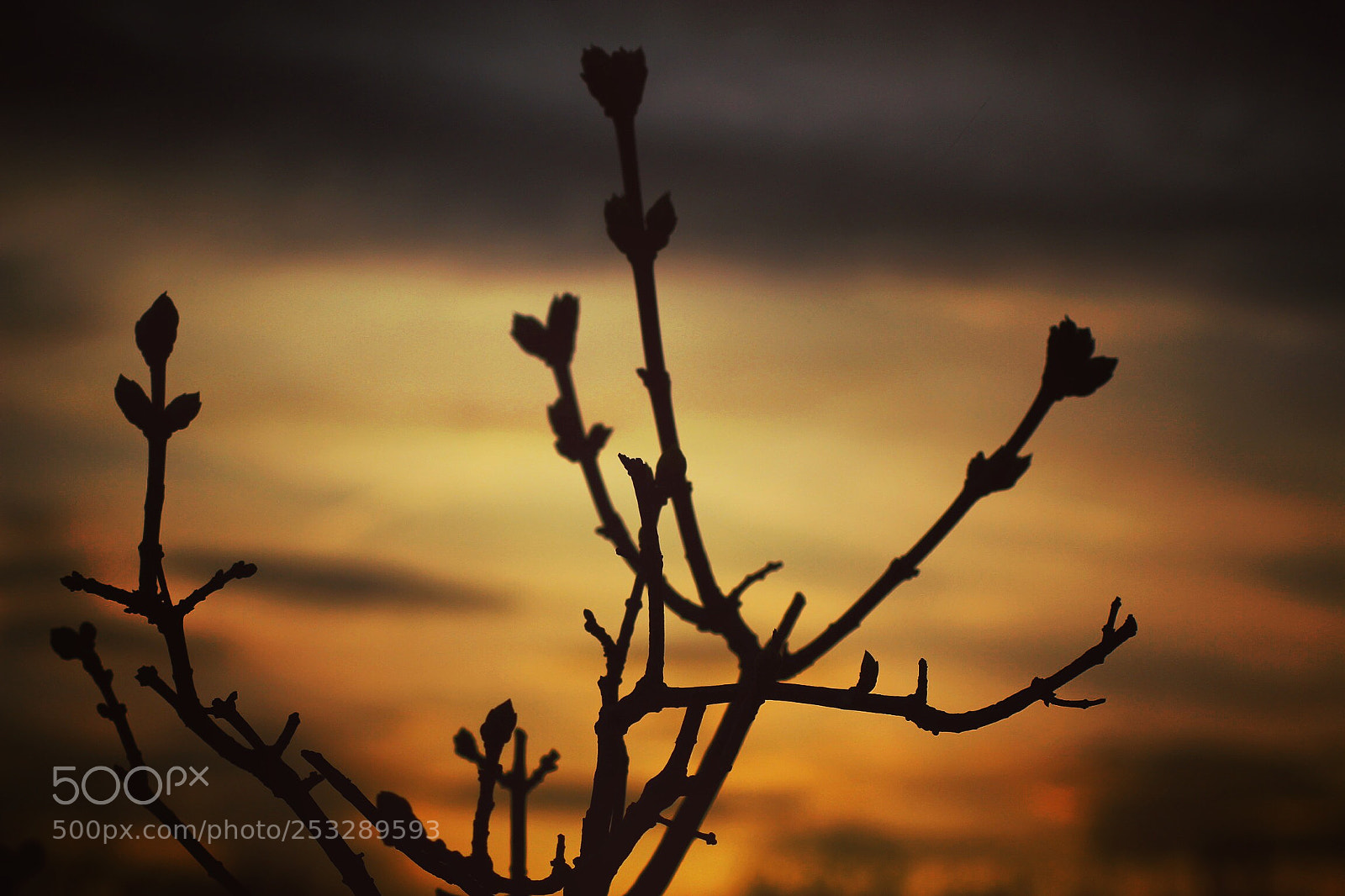 Canon EOS 100D (EOS Rebel SL1 / EOS Kiss X7) sample photo. Spring evening photography