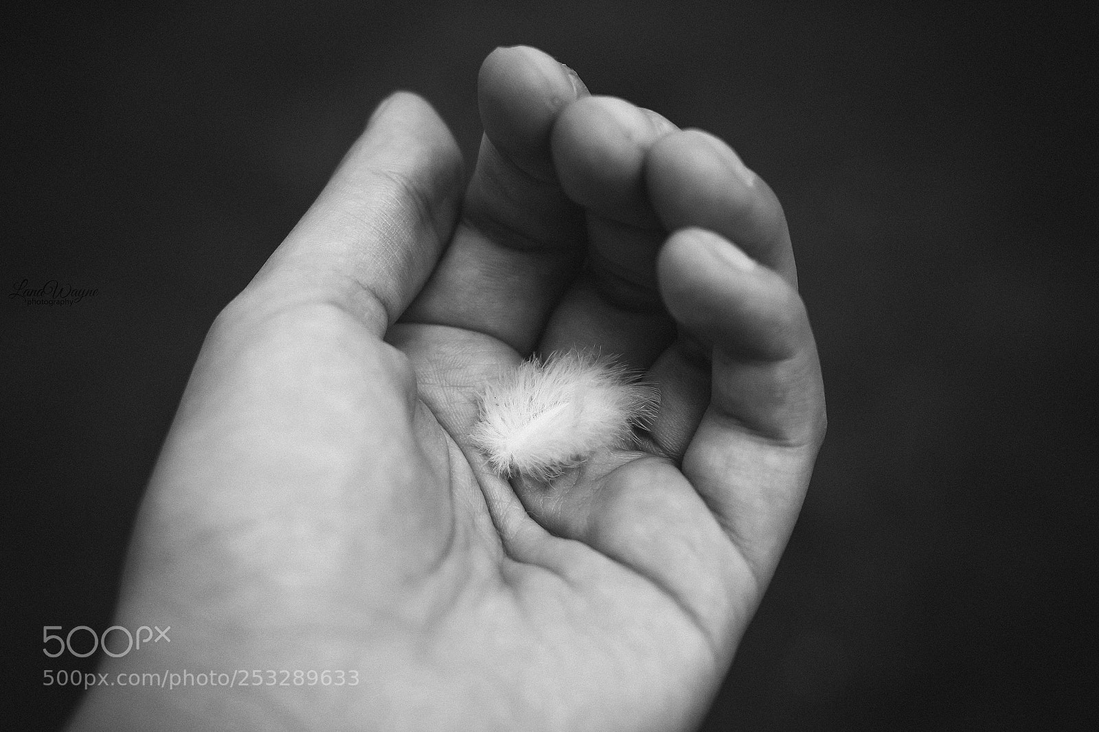 Canon EOS 7D Mark II sample photo. Black and white feather photography