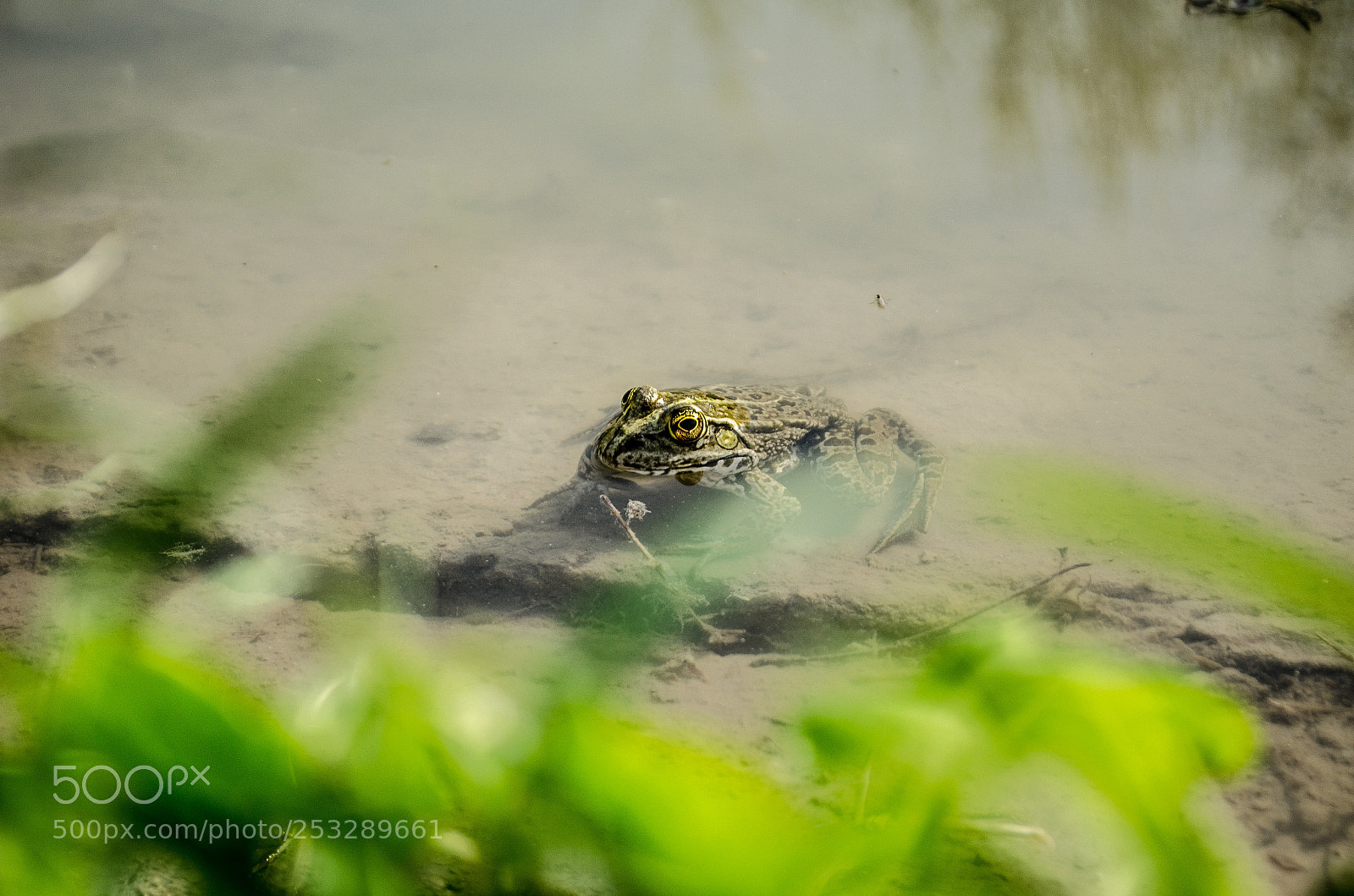Nikon D5100 sample photo. Frog photography