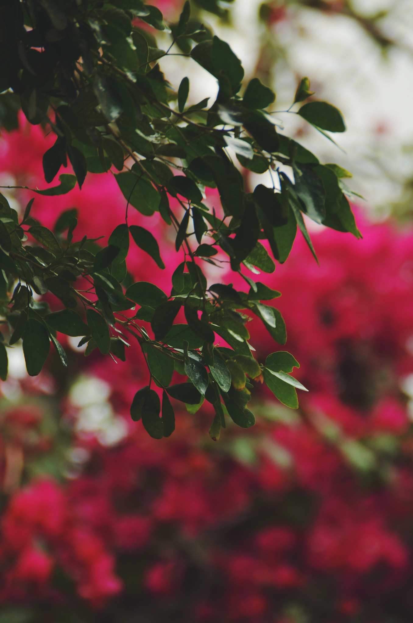 Nikon D5100 sample photo
