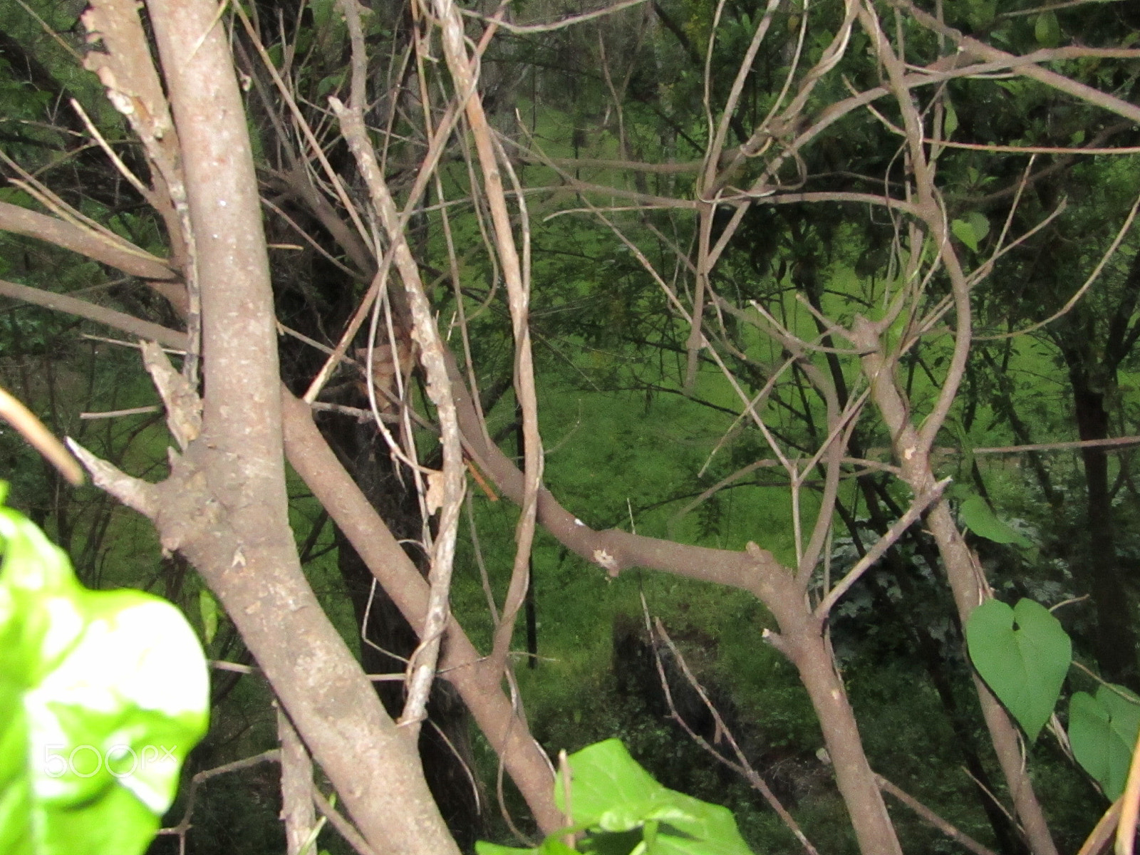 Canon POWERSHOT SX430 IS sample photo. Wild nature photography