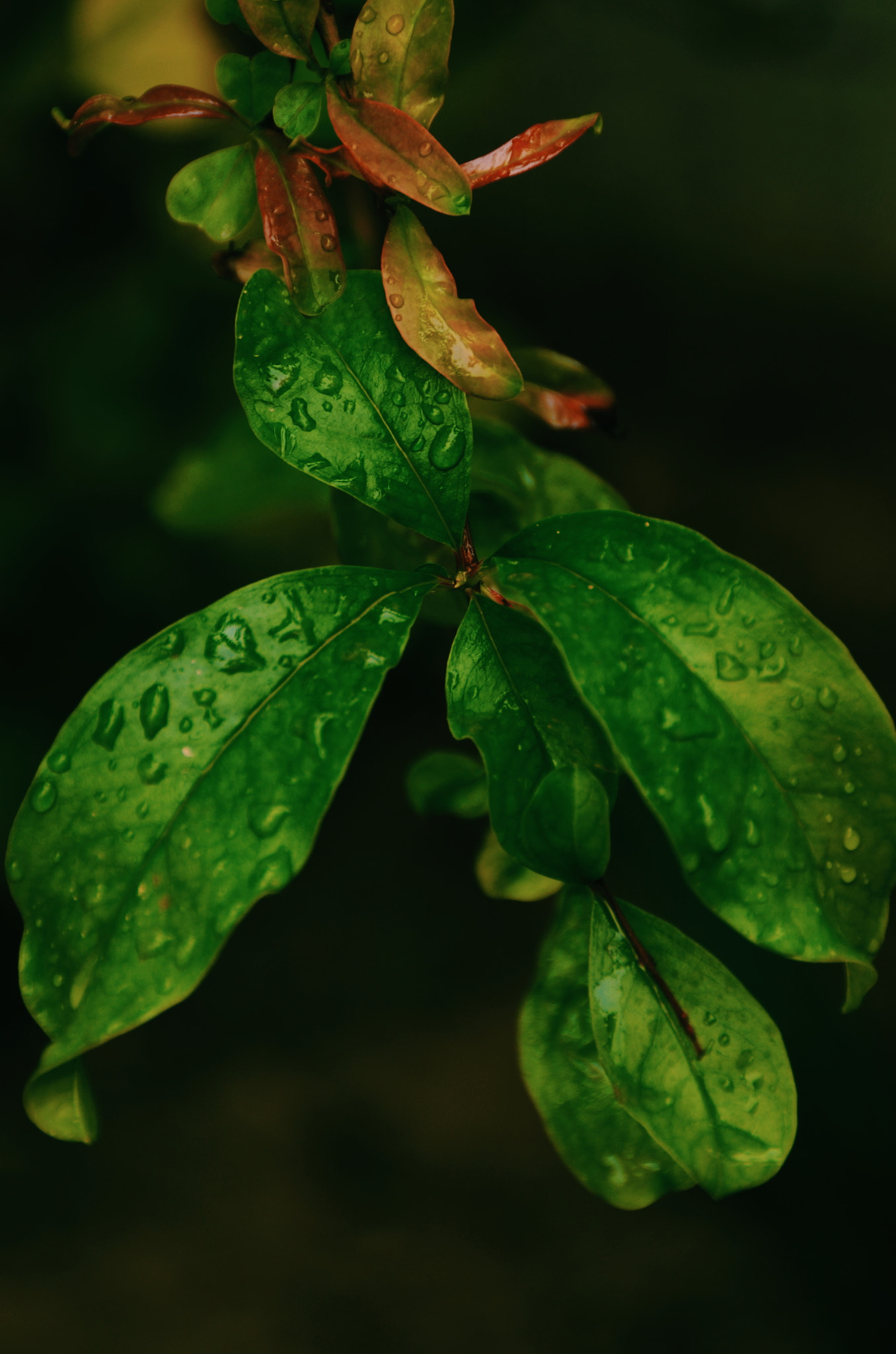 Nikon D5100 sample photo