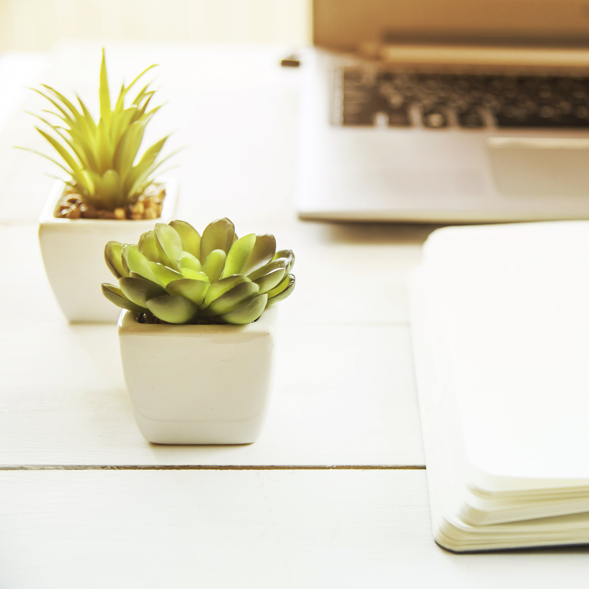 Two small pots with succulents at the computer on the desktop. Next to a white open notepad. A...