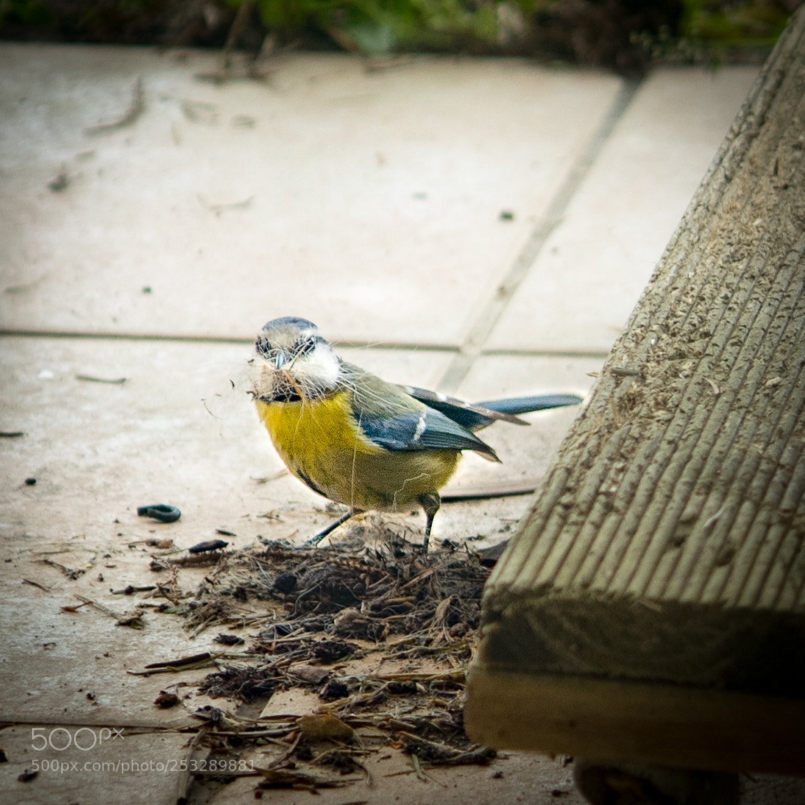 Canon EOS 80D sample photo. Petit petit l'oiseau fait photography