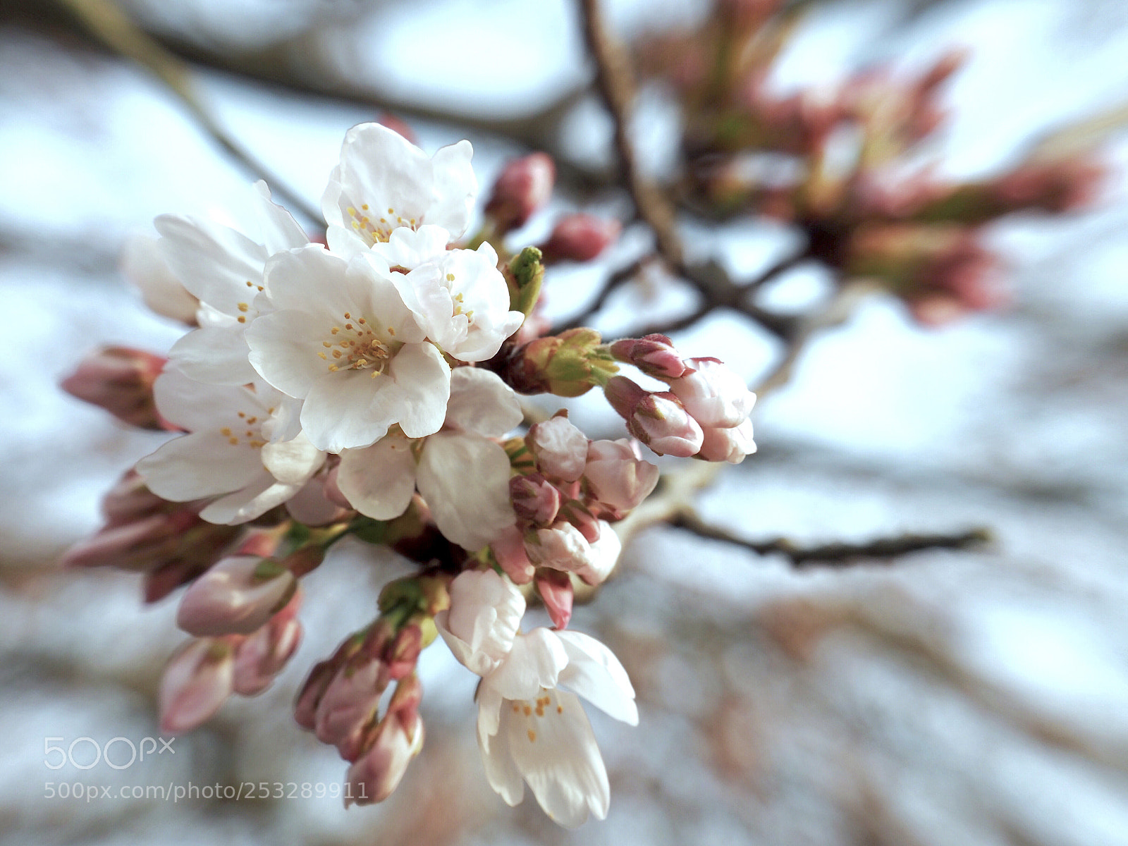 Olympus OM-D E-M5 II sample photo. Cherry pow! photography