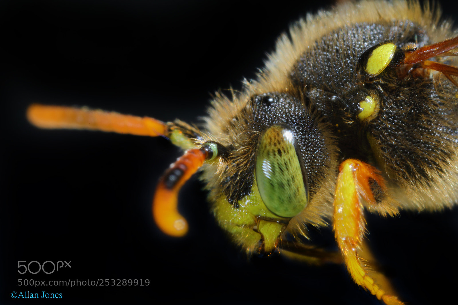 Canon EOS 5D Mark IV sample photo. Bee macro photography