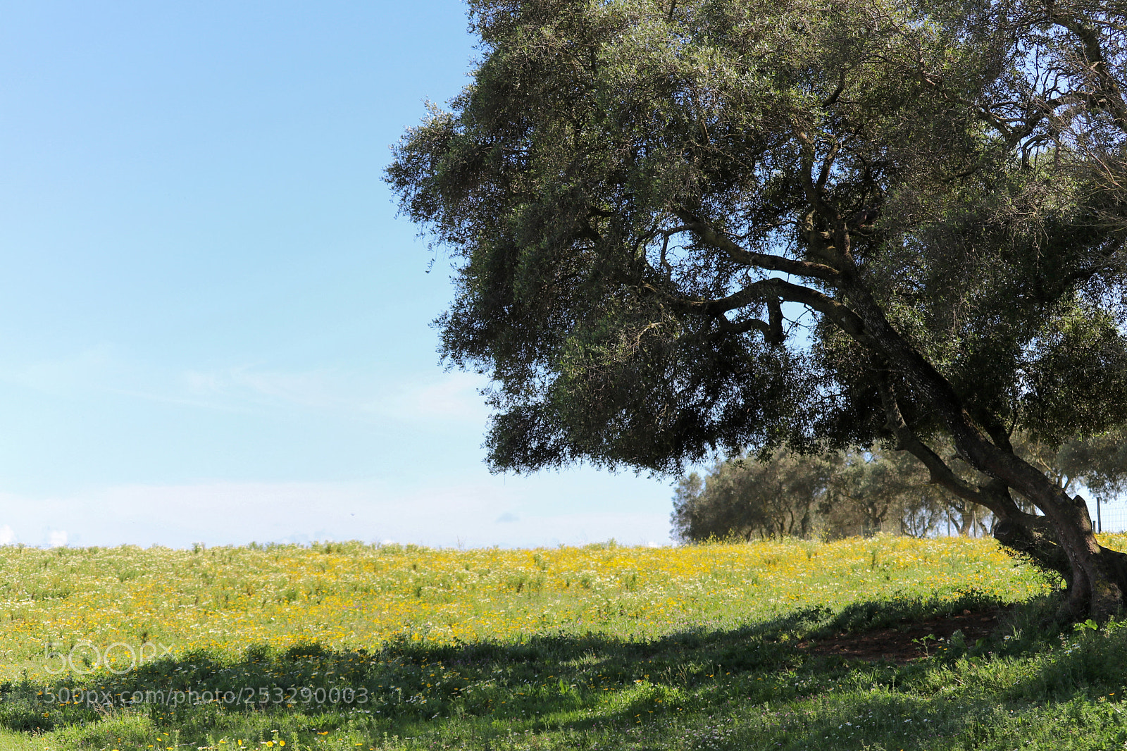 Canon EOS 80D sample photo. Tree in the field photography