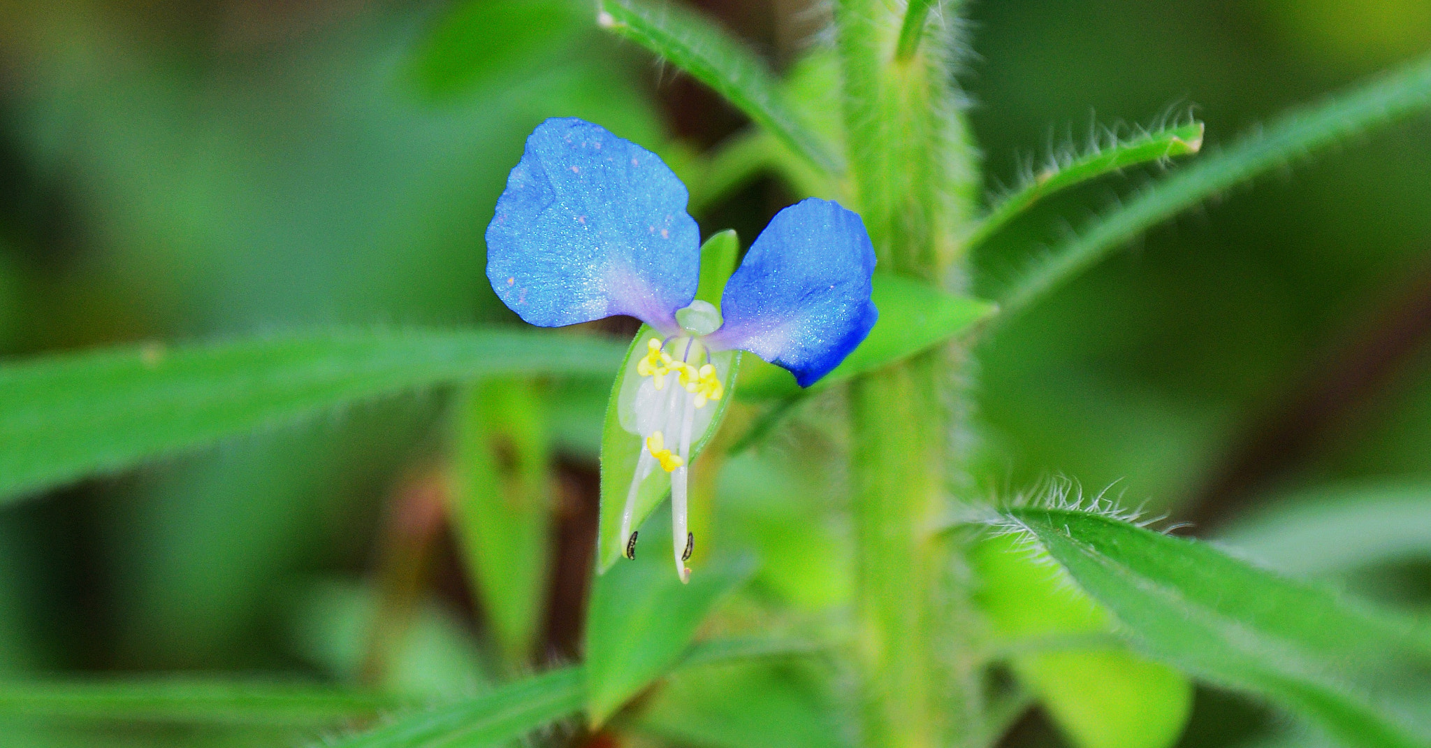 Nikon D600 sample photo. 蓝天使 photography