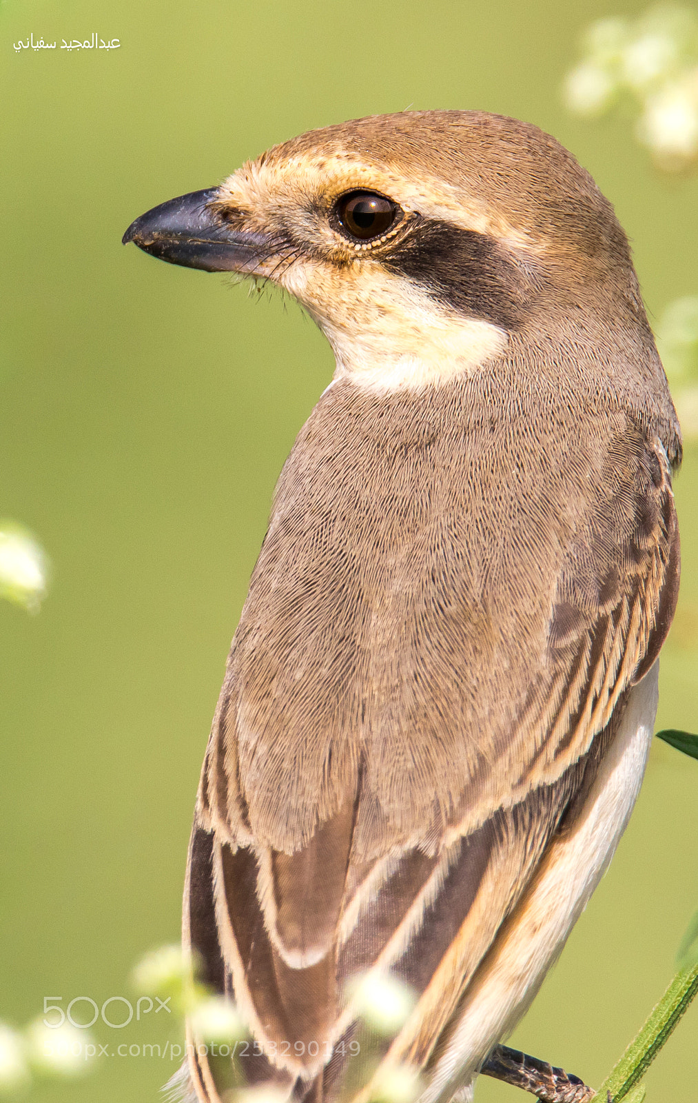 Canon EOS 7D Mark II sample photo. Isabelline shrike & صرد احمر الذيل photography