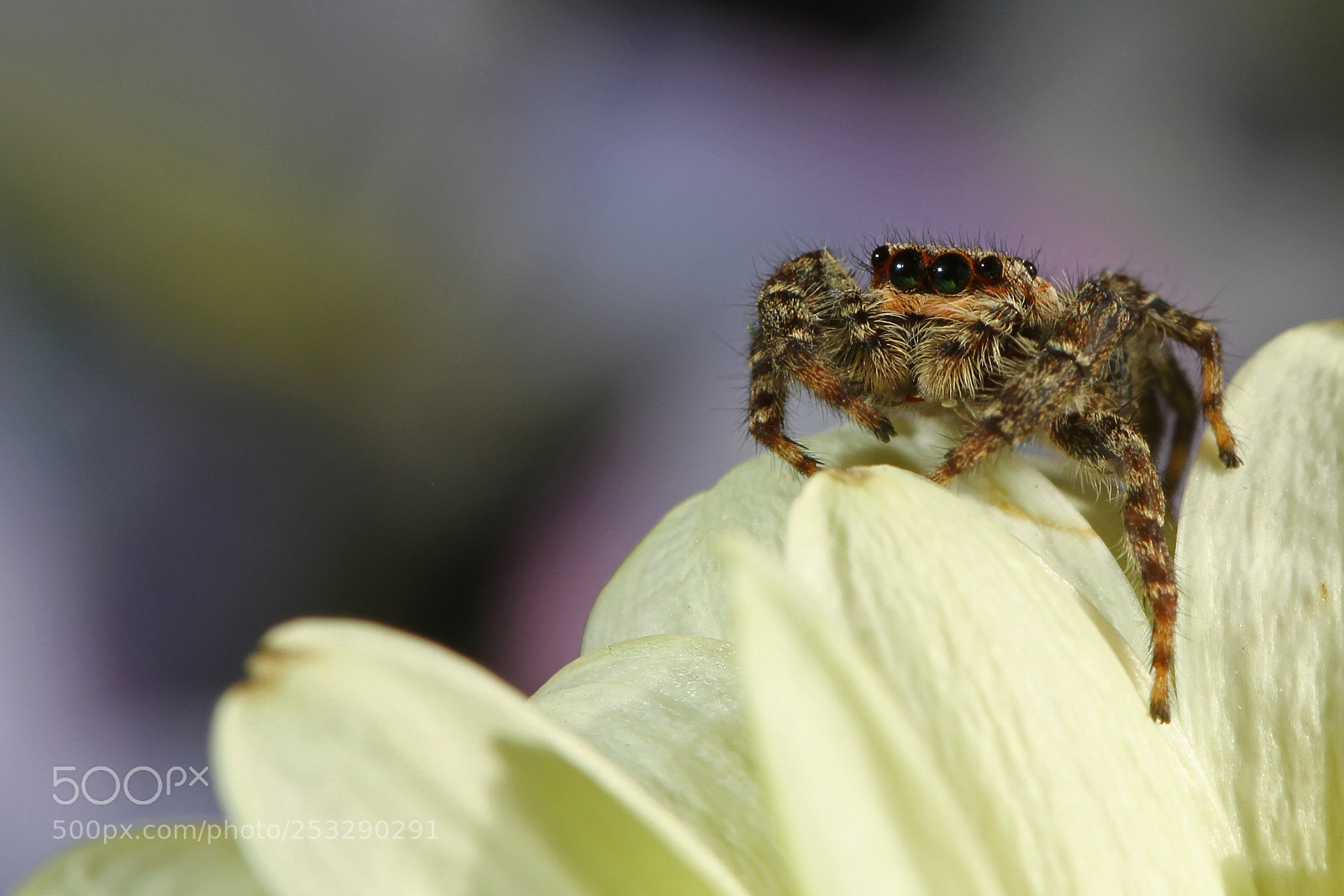 Canon EOS 7D sample photo. Springspin (jumping-spider) photography