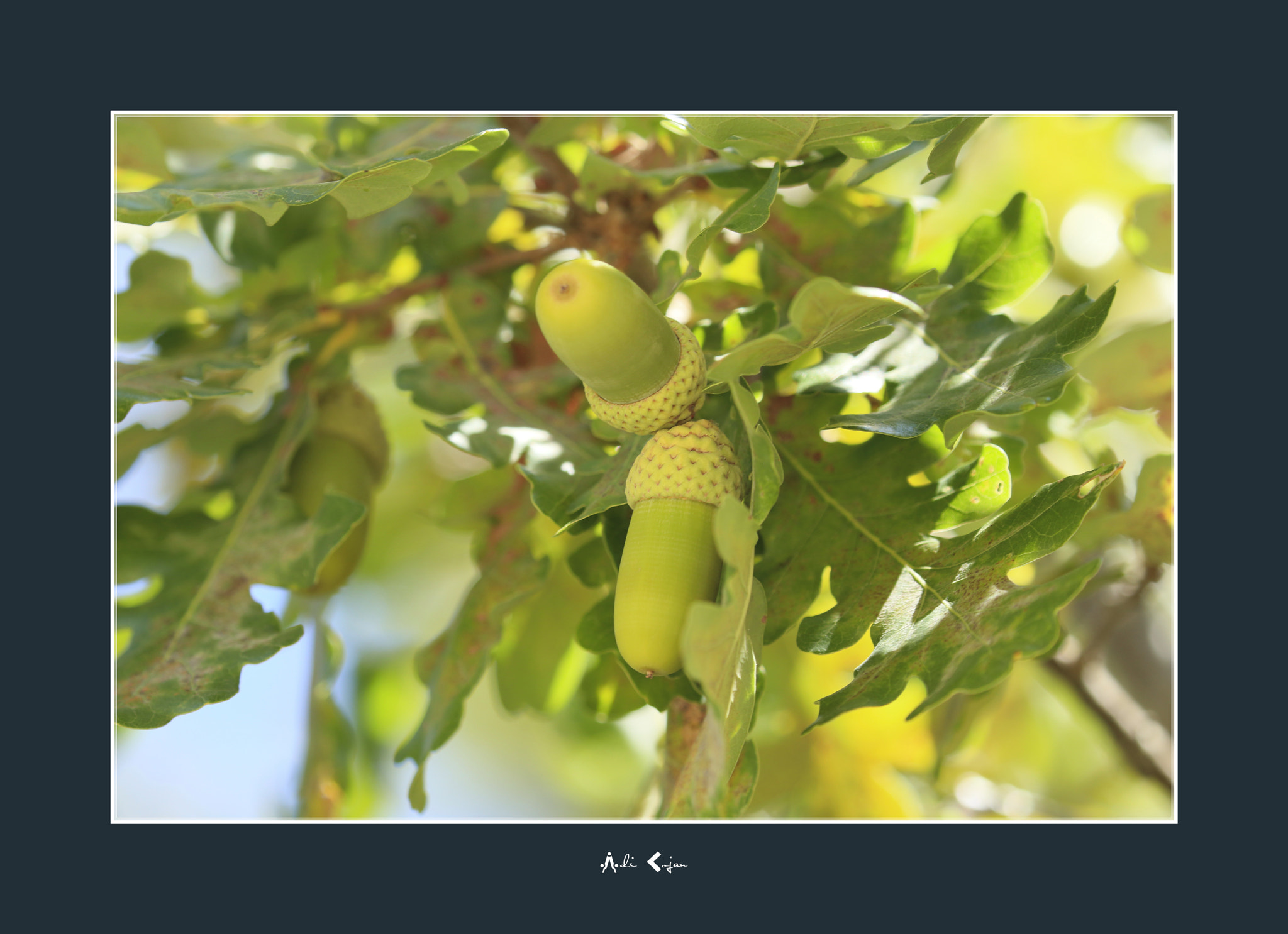 Canon EOS M5 sample photo