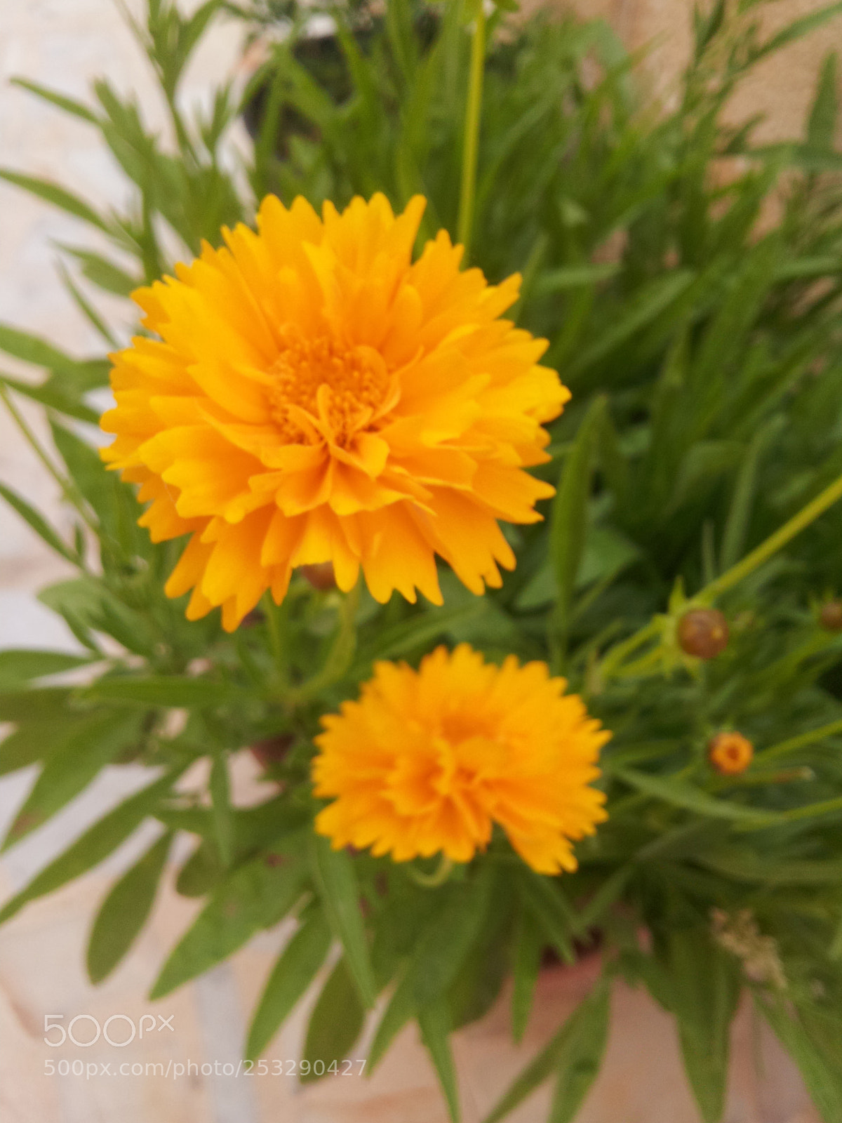 Samsung Galaxy S2 sample photo. A photography