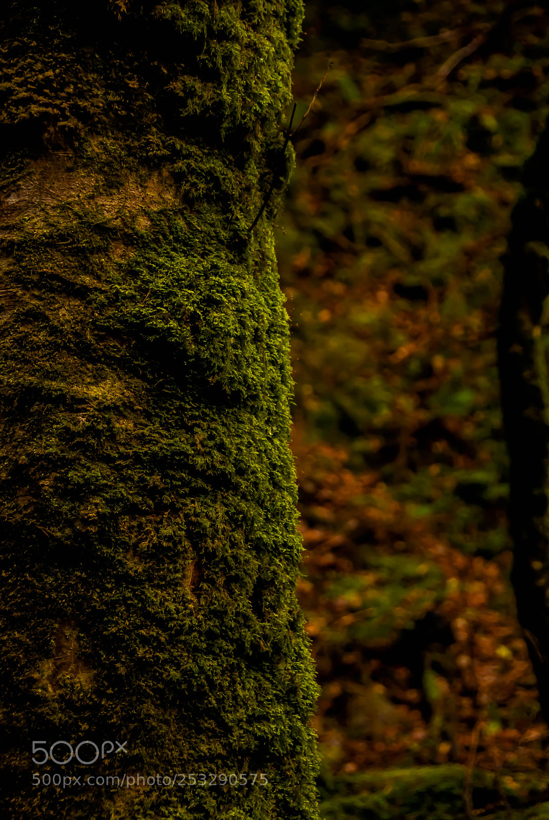 Nikon D60 sample photo. Tree photography
